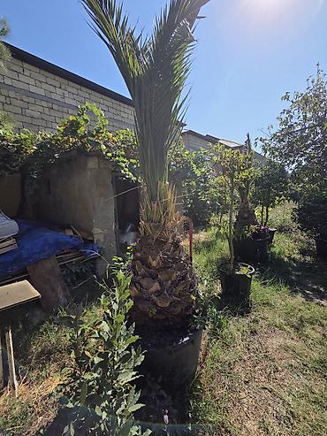 palma aqaci: Satılır: böyük ölçülü qablarda dekorativ bağ bitkiləri - — 2