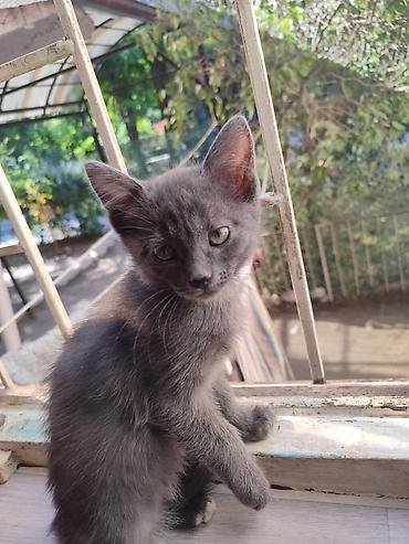 новорожденные котята: 3 месяца, Девочка — 6