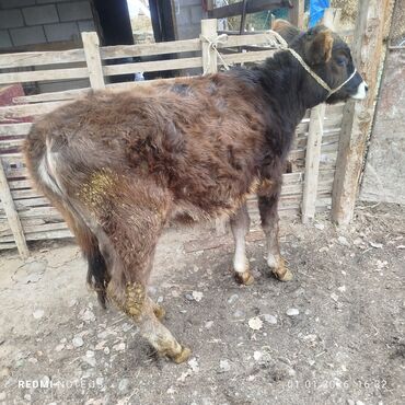 Коровы, быки: Продаю | Бык (самец) | Полукровка | На откорм | Привязанные — 5