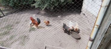 лошадь лошадь: Продаю кур по 800 сом, 6 кур и 1 петух