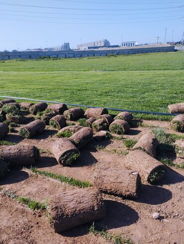 Süni qazon: Rulon qazon - Peşəkar qazon plantasiyasından kəsilib rulon halında — 9