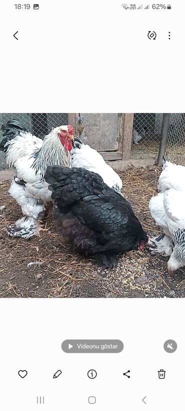 Toyuqlar: Toyuq, Brama, Damazlıq — 4