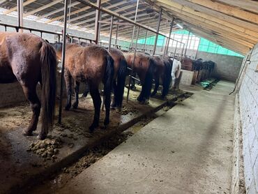 дом для животных: Сатам | Тай, Байтал, Бээ (ургаачы) | Жумушка | Асыл тукумдуу