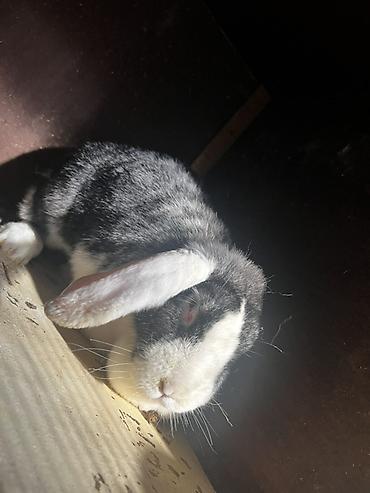 Кролики: Продаю | Крольчиха (самка), Кролик самец, Крольчата | Для разведения — 11