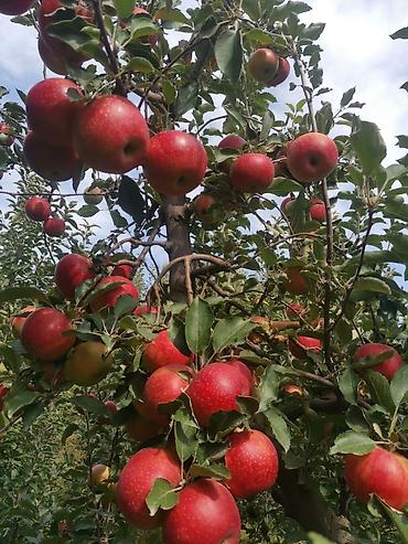 Продажа сельхоз предприятий: Продаю 6 ти летние яблоневые деревья (действующий яблоневый сад) — 6