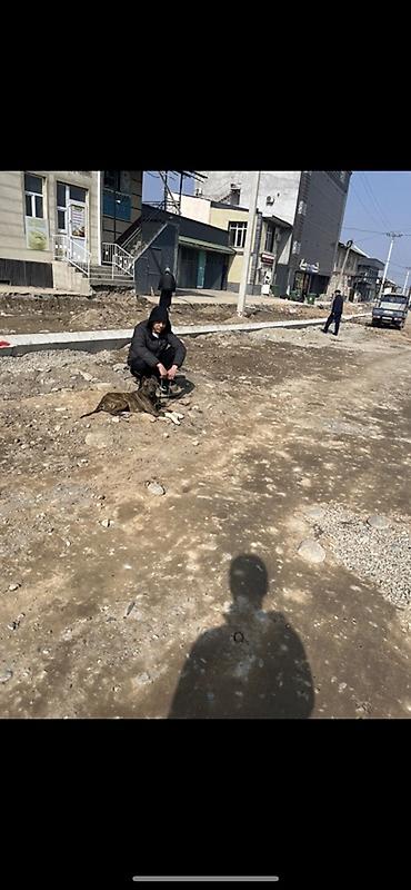 Продажа собак: Питбуль, 7 месяцев, Самец, С прививкой — 6