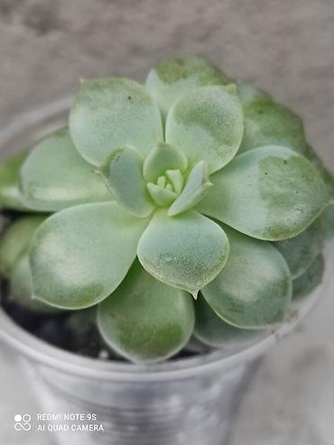 Другие комнатные растения: Хлорофитумы. распродажа Хлорофитум - можно по праву назвать — 26