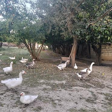 Dişi, Ətlik