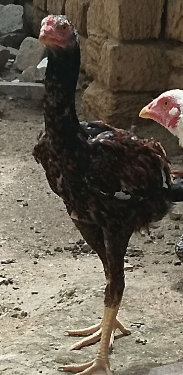 2 dene pileymut beceler yani xoruzlar 5 aylıqdırlar qurd dərmanlarl