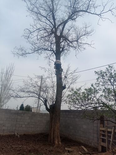 Другие услуги: Услуги арбориста обследование дерева и экспертная оценка его — 6