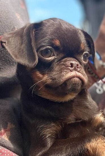 Psi: Na prodaju 4 ženke: Belgijski Grifon. Petit Brabancon. Exotic boja na lalafo.rs — 1 Psi: Na prodaju 4 ženke: Belgijski Grifon. Petit Brabancon. Exotic boja — 1