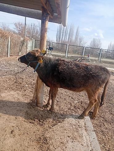 Коровы, быки: Продаю | Тёлка | Алатауская | Для разведения — 1