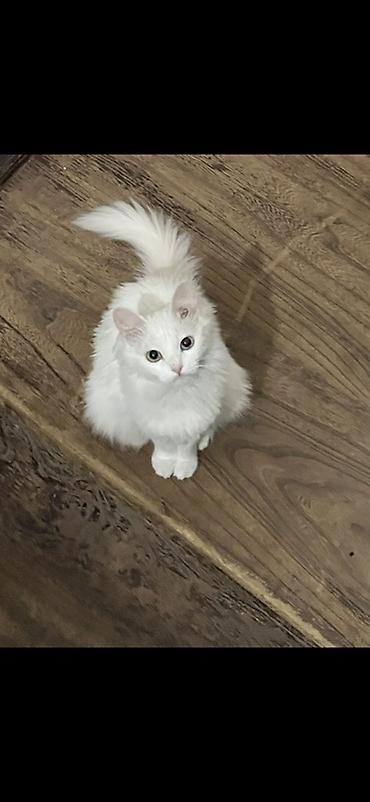 3 года, Девочка, Приучена к лотку at lalafo.kg 3 года, Девочка, Приучена к лотку