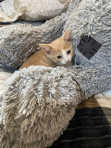 Кошки: Котята ищут любящую семью и уютный дом. Отдаем только в надежные руки — 4
