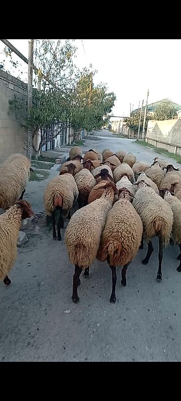 dişi keci: Dişi, Qala, il: 1, 50 kq, Damazlıq, Ünvandan götürmə — 3
