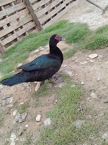 Quşlar: 9 ayliq zumrudu erkey lal ordek tam saglamdir — 1
