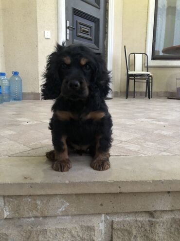 купить хаски щенка: Кокер спаниель, 3 месяца