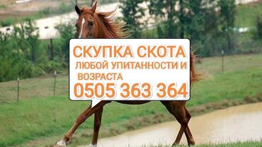 продажа скота: Куплю | Коровы, быки, Лошади, кони, Другие с/х животные | Круглосуточно, Любое состояние, Забитый