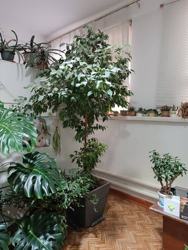 сансевьера комнатное растение: Продам фикус Бенджамина зелёный .Взрослое растение, высота около
