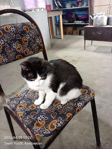 Pişiklər: Yaxşı əllərə — 2