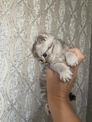 коротколапая кошка: Скотиш Страйт (Шотландская прямоухая), 1 месяц, Мальчик, Серебристая шиншилла, Приучена к лотку — 2