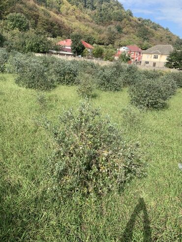 Torpaq sahələrinin satışı: 70 sot, Kənd təsərrüfatı, Bələdiyyə, Texniki pasport — 5