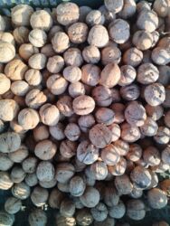 кухенный шкаф: Грецкий орех в скорлупе - Цельные орехи, натуральные, не жареные и не