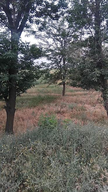 Продажа участков: 129 соток — 13