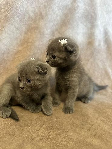 Кошки: Шотландская вислоухая — 5