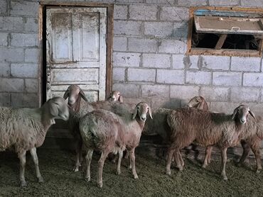 домашние змеи: Ургачы козулар сатылат 
линия Айсберг 2 
баасы 40 минден lalafo.kg да домашние змеи: Ургачы козулар сатылат 
линия Айсберг 2 
баасы 40 минден