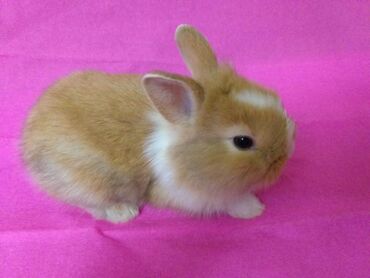 Dovşanlar: Ev dovşanı balaları satılır. Karlik(cırtdan) cinsi. Sağlam və — 6