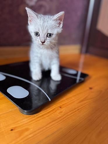 Pişiklər: Şotland — 8