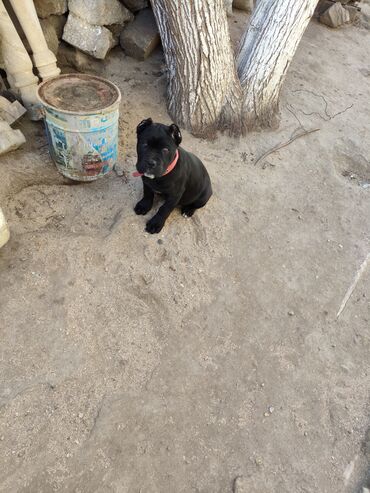 İtlər: Kane-Korso, 3 ay, Sənədli, Ödənişli çatdırılma, Ünvandan götürmə, Rayonlara çatdırılma — 13