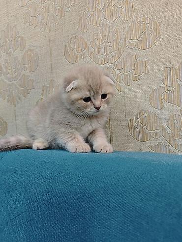 Pişiklər: Erkək, Dişi — 8