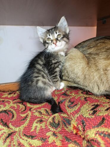 Pişiklər: Tabbi — 8