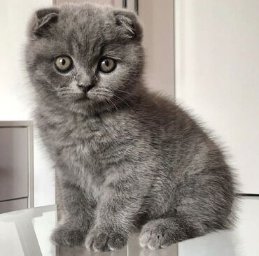 Pişiklər: Şotland yastı qulaq, Erkək, Dişi, Ödənişli çatdırılma, Ünvandan götürmə -da lalafo.az — 6 Pişiklər: Şotland yastı qulaq, Erkək, Dişi, Ödənişli çatdırılma, Ünvandan götürmə — 6