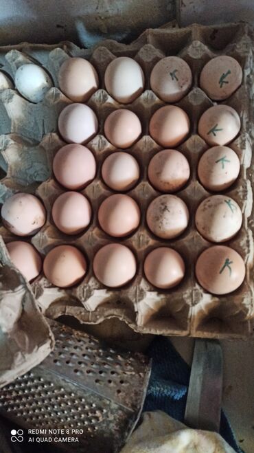 Инкубационное яйцо Кучинская юбилейная 50 сом Плимутрок полосатый. 70