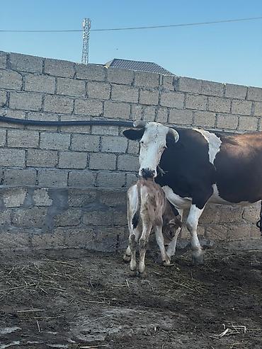 Inəklər, öküzlər: Simmental inək satılır. Balası erkəkdir. 4-cü balasıdır. Balası 2 — 2