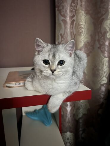 шотландская короткошерстная кошка: Скотиш Страйт (Шотландская прямоухая), 8 месяцев, Мальчик, Серебристая шиншилла, Приучена к лотку, Проглистована, С документами