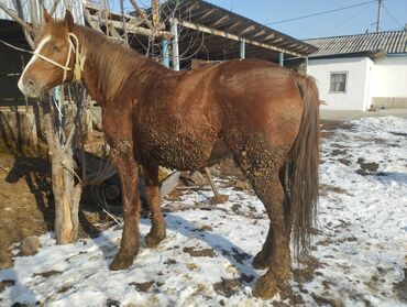 велосипет бу: Чылк Семиз Айгырлар сатылат Новопокровка