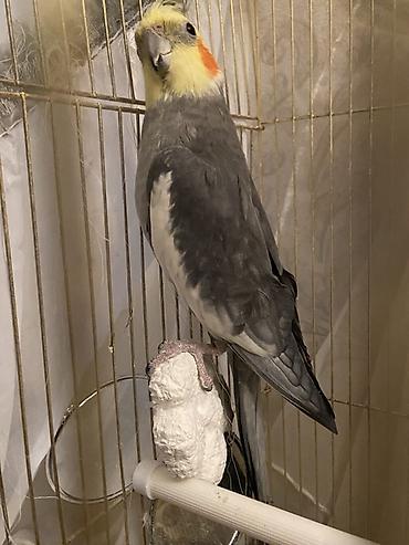 Quşlar: Nimfa (Cockatiel) tutuquşu– Danışmağı çox sevir qəfəsi və bütün — 1
