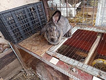 Кролики: Продаю | Крольчиха (самка), Крольчата — 7