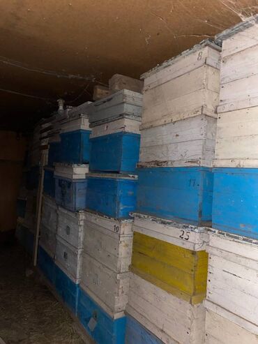 Товары и оборудование для с/х животных: Продаю ульи, бал челек для пчеловодства (около 20 штук)