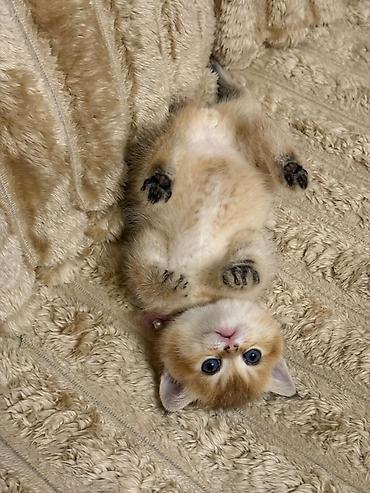 Кошки: Золотая шиншилла, В добрые руки — 1