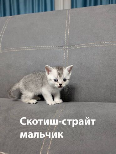 Продажа кошек: Скотиш Страйт (Шотландская прямоухая), 2 месяца, Мальчик, Биколор, Приучена к лотку, Проглистована, С документами