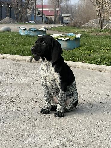 Продажа собак: Продаются щенки курцхаара. Дата рождения: 12 января 2026 г. Порода — 1