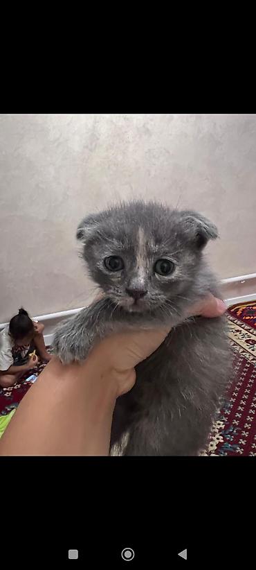 котята скоттиш фолд: Котята-шотландцы (скоттиш-фолд/страйт), помёт из нескольких малышей — 2
