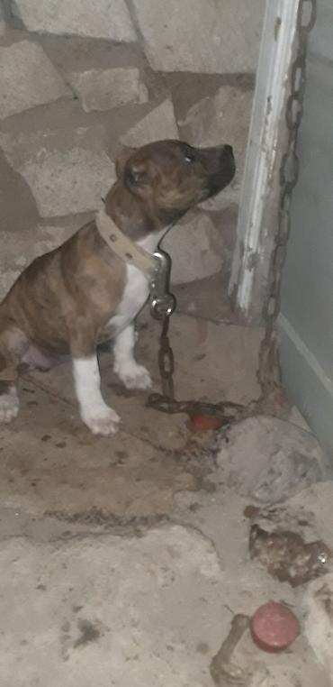 doyuş itləri: Pitbul, 2 ay, Dişi, Peyvəndli — 4