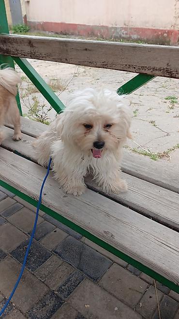 maltipoo satilir: Dişi — 2
