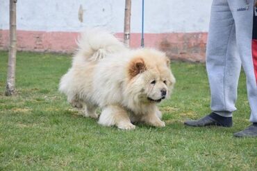 Psi: Chow chow-cau cau! stenad najlepsi poklon otac m- lav chsrb 3x caca — 7
